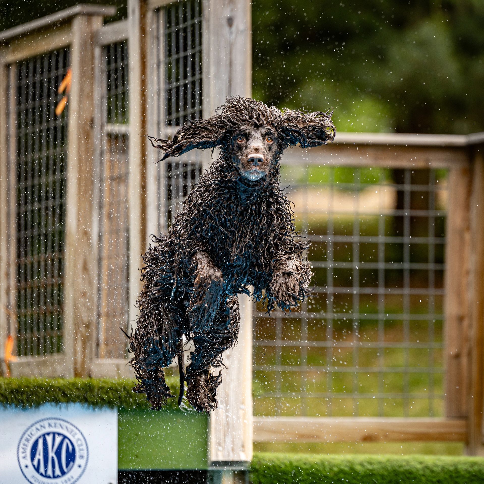 Dock diving action photography at Splash Town Warwick